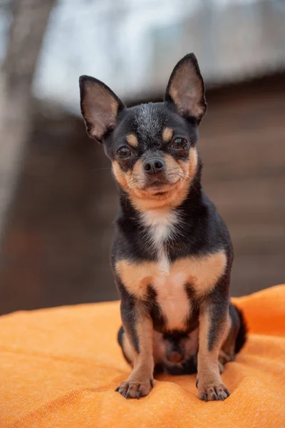 ペット犬Chihuahua通りを歩く 散歩のChihuahua犬 Chihuahua黒 茶色と白 散歩中の可愛い子犬 公園の犬 ペット 自然と犬 日没時に — ストック写真