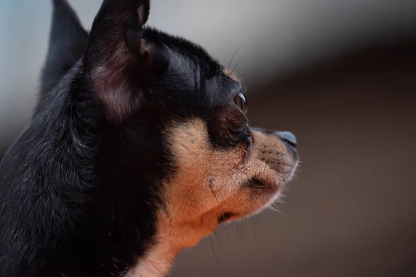 Câinele Companie Chihuahua Merge Stradă Chihuahua Câine Pentru Plimbare Chihuahua — Fotografie, imagine de stoc