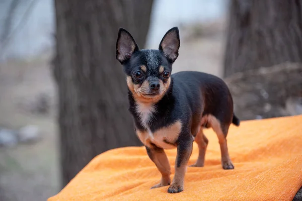 ペット犬Chihuahua通りを歩く 散歩のChihuahua犬 Chihuahua黒 茶色と白 散歩中の可愛い子犬 公園の犬 ペット 自然と犬 日没時に — ストック写真