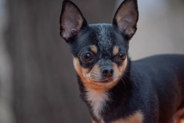 Hundvalp Chihuahua Går Gatan Chihuahua Hund För Promenad Chihuahua Svart — Stockfoto