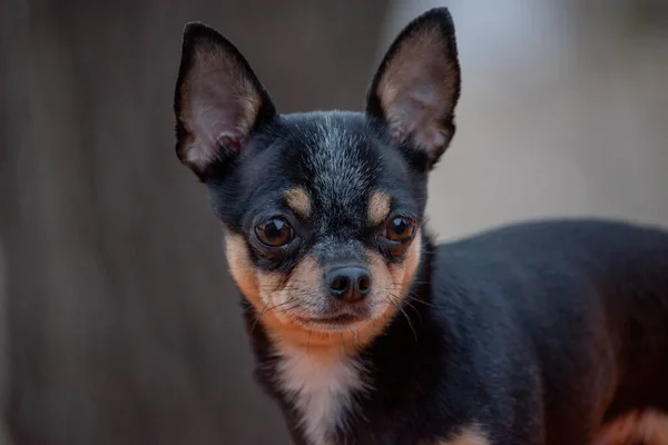 Hondenhond Chihuahua Loopt Straat Chihuahua Hond Voor Een Wandeling Chihuahua — Stockfoto