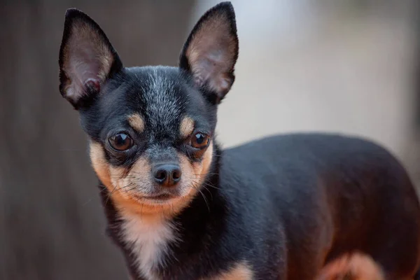 Chien Chihuahua Marche Dans Rue Chihuahua Chien Pour Une Promenade — Photo