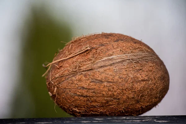 Kókuszdió Kókuszpálmafát Élet Fájának Tekintették Annak Minden Részén Használják Gyümölcseit — Stock Fotó