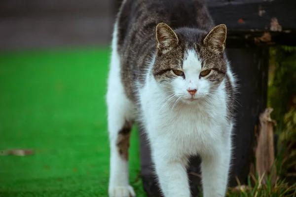 A white spotted street cat sits on a fence. Cat, walk, street, spring. Spring in cats. sunny dayWhite cat is on the fence. White-gray cat on the street.