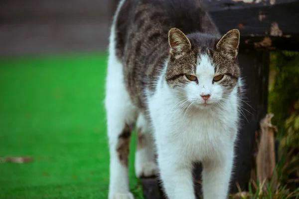 A white spotted street cat sits on a fence. Cat, walk, street, spring. Spring in cats. sunny dayWhite cat is on the fence. White-gray cat on the street.