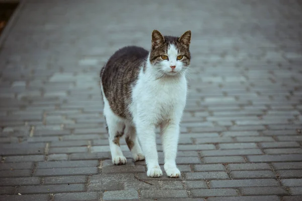 Biały Kot Uliczny Siedzi Płocie Kot Spacer Ulica Wiosna Wiosna — Zdjęcie stockowe