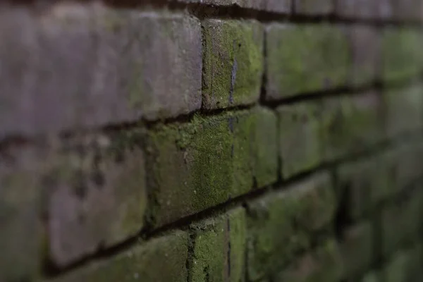 Old brick wall with green moss. The texture of the old brick blossomed. The texture for designers is an old brick.