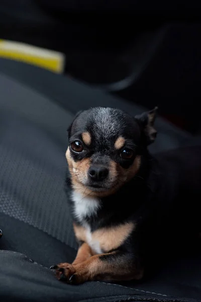 車の中の犬 面白いChihuahua 車の座席に小さな犬 所有者を待っている車の中で大きな耳を持つ犬 座席上の車の中で黒Chihuahua犬 Chihuahua黒 白の色のペットです — ストック写真
