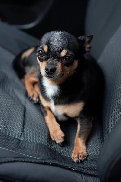 Cão Carro Chihuahua Engraçado Cão Minúsculo Sentado Carro Cão Com — Fotografia de Stock