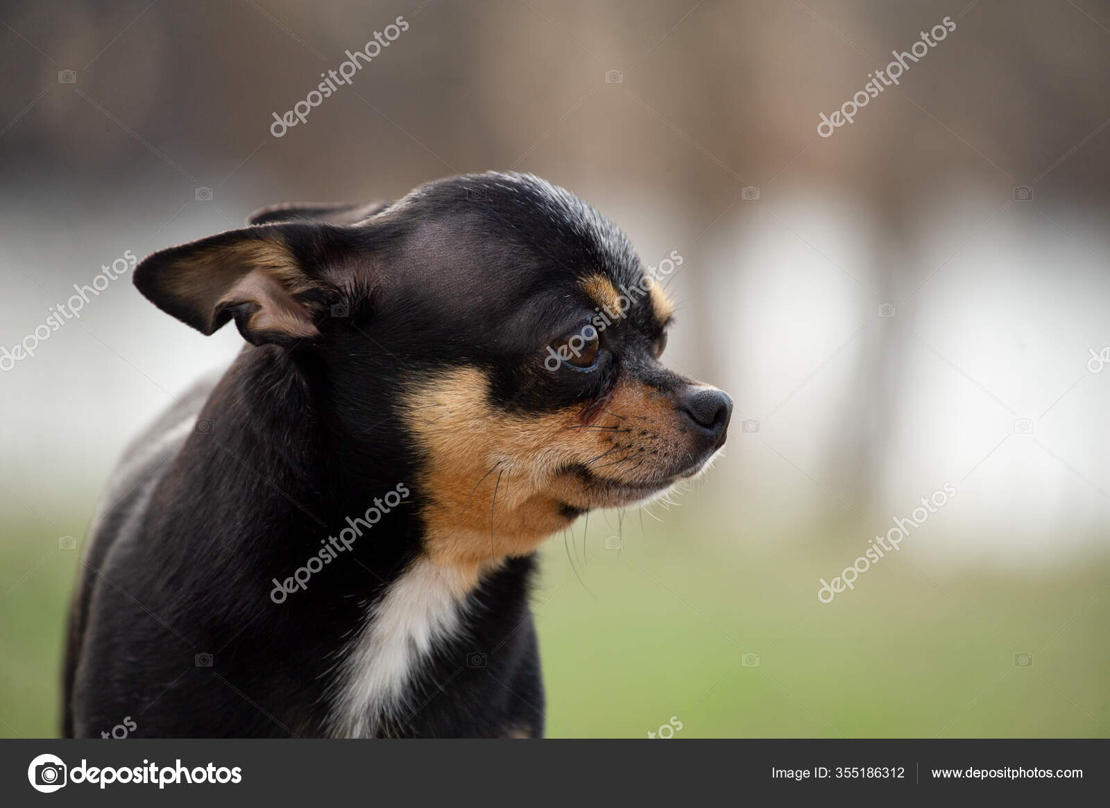 Pet Dog Walks Street Chihuahua Dog Walk Chihuahua Black Brown Stock Photo Image By C Kapinosova