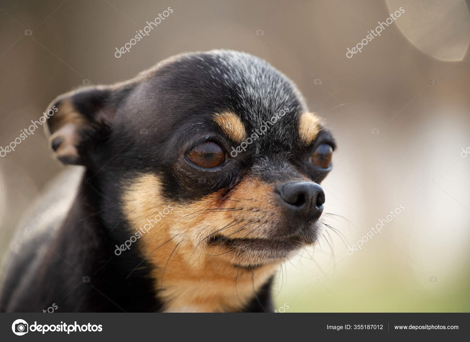 Pet Dog Walks Street Chihuahua Dog Walk Chihuahua Black Brown Stock Photo Image By C Kapinosova