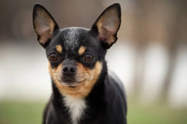 Cão Estimação Anda Rua Chihuahua Cão Para Uma Caminhada Chihuahua — Fotografia de Stock