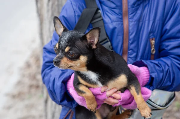 girl holding cute dog, people pets concept,. chihuahua girl. A puppy in the hands of a girl. Girl with her pet in her arms. Chihuahua in black, brown and white. Children love their animals