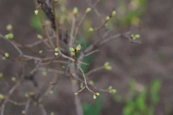 Brotes Ramas Árboles Marzo Rama Del Árbol Con Brotes Fondo — Foto de Stock