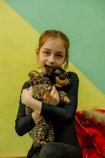 Petite Fille Avec Chihuahua Une Fille Tenant Chihuahua Fille Avec — Photo