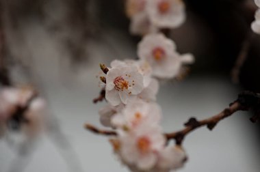 Gökyüzüne karşı kiraz ağacının bahar çiçekleri. Ağaçlar baharda çiçek açar. Yakında bahar gelecek. Tekrar bahar. Ağaçlar çiçek açıyor. Güneşli sıcak bir gün. Arkaplan