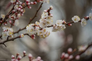 Gökyüzüne karşı kiraz ağacının bahar çiçekleri. Ağaçlar baharda çiçek açar. Yakında bahar gelecek. Tekrar bahar. Ağaçlar çiçek açıyor. Güneşli sıcak bir gün. Arkaplan