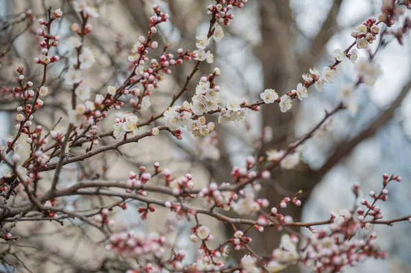 Primavera Floración Cerezo Contra Cielo Cerca Los Árboles Florecen Primavera — Foto de Stock