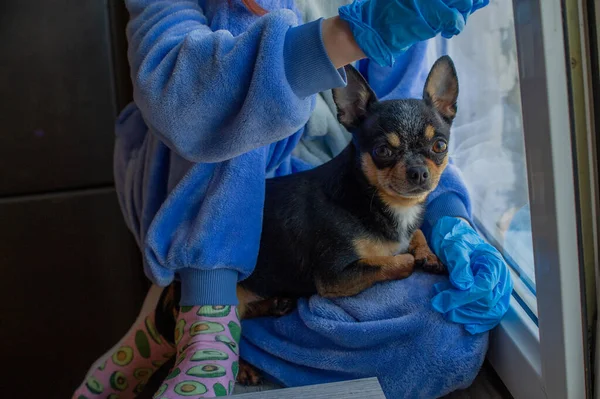 Girl with her chihuahua out the window because she cannot go outside. Lifestyle concept.Girl and dog coronavirus stay home. Girl 9 years old with a chihuahua dog during a viral infection. Corona virus