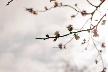 Kiraz ağacının bahar çiçeği. Ağaçlar baharda çiçek açar. Yakında bahar gelecek. Tekrar bahar. Ağaçlar çiçek açıyor. Arkaplan