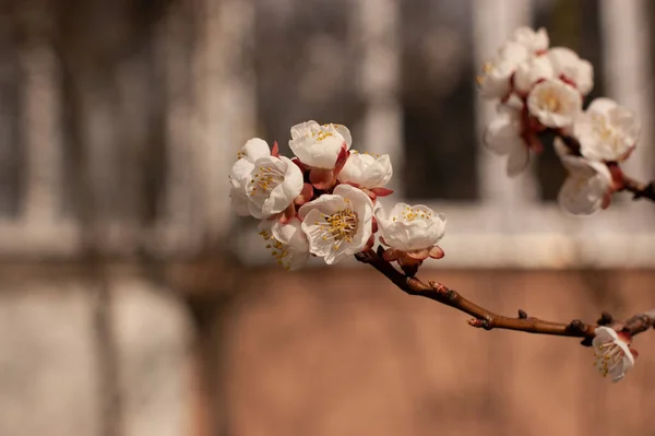 Floração Primavera Árvore Cereja Árvores Florescem Primavera Primavera Breve Primavera — Fotografia de Stock