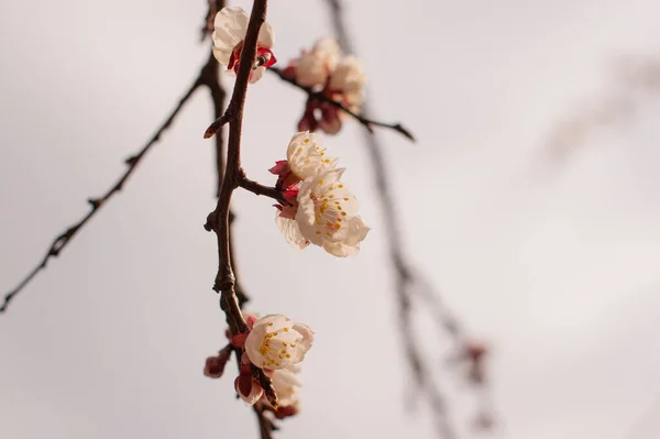 Spring Flowering Cherry Tree Trees Bloom Spring Spring Soon Spring — Stock Photo, Image