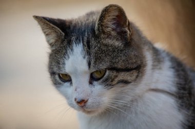 Beyaz benekli bir sokak kedisi çitin üzerinde oturuyor. Kedi, yürü, sokak, bahar. Kedilerin baharı. Güneşli bir gün Beyaz Kedi çitin üstünde. Sokakta beyaz-gri kedi.