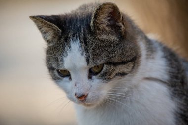 Beyaz benekli bir sokak kedisi çitin üzerinde oturuyor. Kedi, yürü, sokak, bahar. Kedilerin baharı. Güneşli bir gün Beyaz Kedi çitin üstünde. Sokakta beyaz-gri kedi.