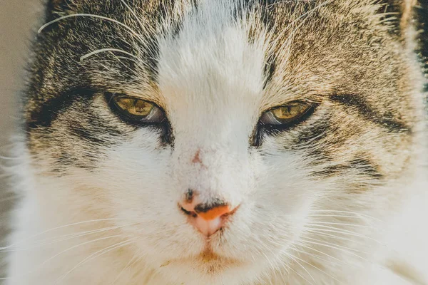 A white spotted street cat sits on a fence. Cat, walk, street, spring. Spring in cats. sunny dayWhite cat is on the fence. White-gray cat on the street.