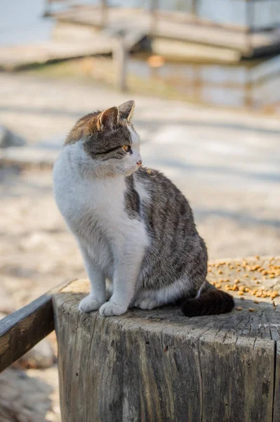 A white spotted street cat sits on a fence. Cat, walk, street, spring. Spring in cats. sunny dayWhite cat is on the fence. White-gray cat on the street.