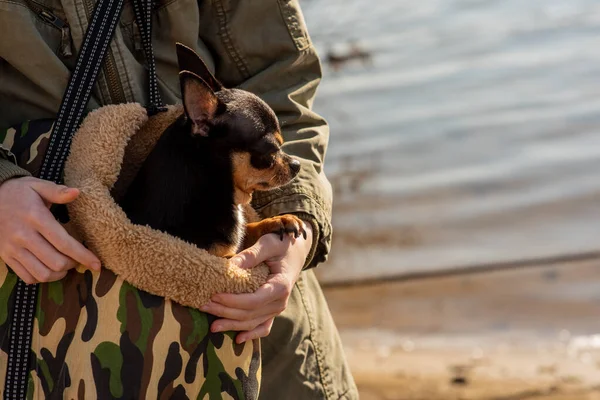 Piękna Nastolatka Dziewczyna Chihuahua Chihuahua Ramionach Dziewczyny Dziewczyna Wyprowadza Psa — Zdjęcie stockowe