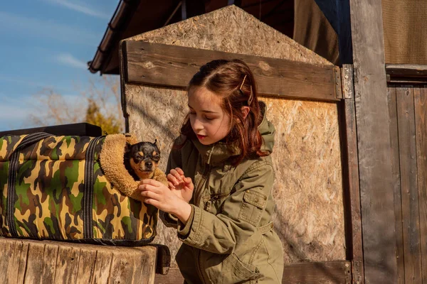 beautiful teen girl and Chihuahua. chihuahua in the arms of a girl. The girl walks her dog during the coronavirus away from crowds. Virus. corona virus. Spring.A teenager and a dog walk during a virus