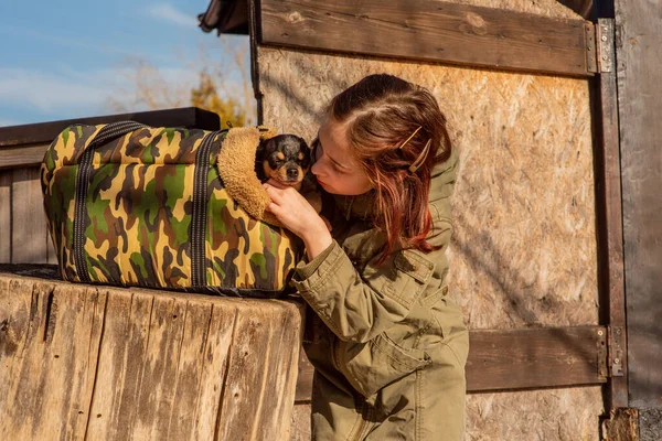 Piękna Nastolatka Dziewczyna Chihuahua Chihuahua Ramionach Dziewczyny Dziewczyna Wyprowadza Psa — Zdjęcie stockowe