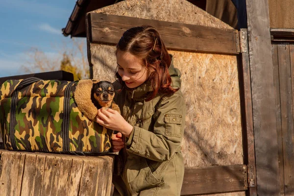 beautiful teen girl and Chihuahua. chihuahua in the arms of a girl. The girl walks her dog during the coronavirus away from crowds. Virus. corona virus. Spring.A teenager and a dog walk during a virus