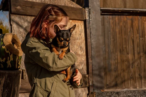 Vacker Tonåring Flicka Och Chihuahua Chihuahua Armarna Flicka Flickan Rastar — Stockfoto