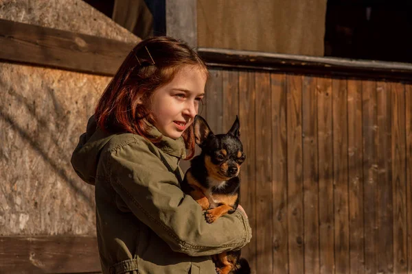 Piękna Nastolatka Dziewczyna Chihuahua Chihuahua Ramionach Dziewczyny Dziewczyna Wyprowadza Psa — Zdjęcie stockowe