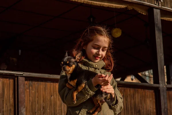 beautiful teen girl and Chihuahua. chihuahua in the arms of a girl. The girl walks her dog during the coronavirus away from crowds. Virus. corona virus. Spring.A teenager and a dog walk during a virus