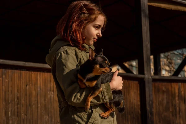 Vacker Tonåring Flicka Och Chihuahua Chihuahua Armarna Flicka Flickan Rastar — Stockfoto
