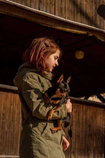 beautiful teen girl and Chihuahua. chihuahua in the arms of a girl. The girl walks her dog during the coronavirus away from crowds. Virus. corona virus. Spring.A teenager and a dog walk during a virus