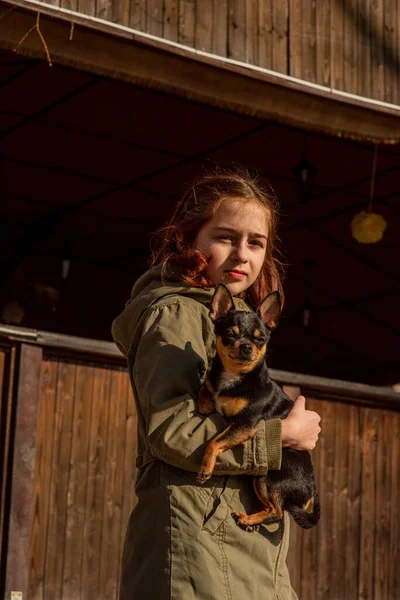 beautiful teen girl and Chihuahua. chihuahua in the arms of a girl. The girl walks her dog during the coronavirus away from crowds. Virus. corona virus. Spring.A teenager and a dog walk during a virus