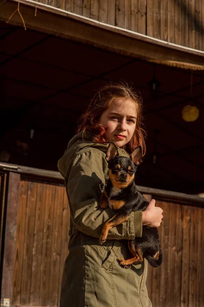 beautiful teen girl and Chihuahua. chihuahua in the arms of a girl. The girl walks her dog during the coronavirus away from crowds. Virus. corona virus. Spring.A teenager and a dog walk during a virus