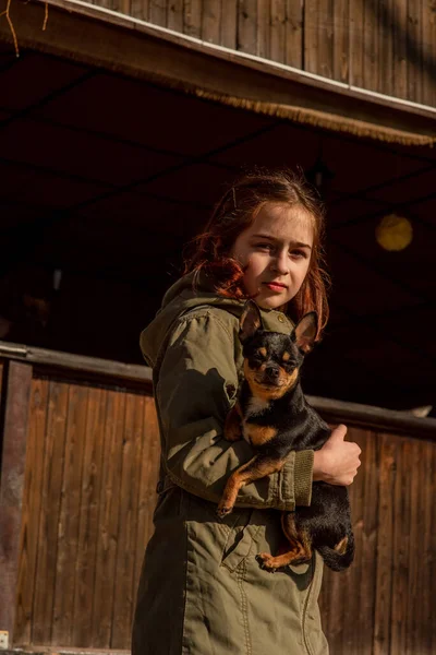 beautiful teen girl and Chihuahua. chihuahua in the arms of a girl. The girl walks her dog during the coronavirus away from crowds. Virus. corona virus. Spring.A teenager and a dog walk during a virus