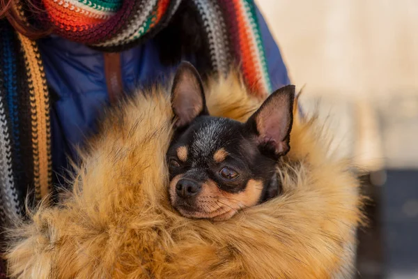 Güzel Genç Kız Chihuahua Bir Kızın Kollarında Chihuahua Kız Coronavirus — Stok fotoğraf