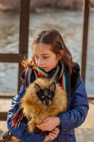 Frumoasă Fată Adolescentă Chihuahua Chihuahua Brațele Unei Fete Fata Își — Fotografie, imagine de stoc