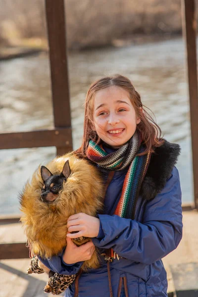 beautiful teen girl and Chihuahua. chihuahua in the arms of a girl. The girl walks her dog during the coronavirus away from crowds. Virus. corona virus. Spring.A teenager and a dog walk during a virus