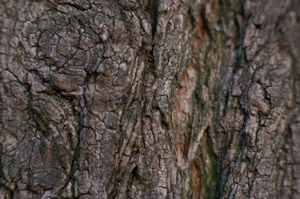 Alte Baumrinde Die Textur Des Rindenbaumes Holzstruktur Für Designer — Stockfoto