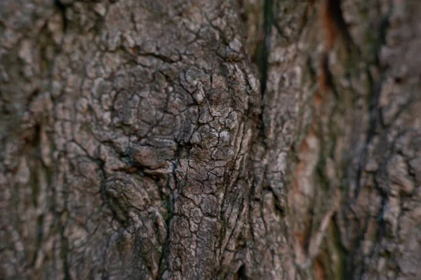 Corteccia Vecchio Albero Consistenza Della Corteccia Struttura Legno Designer — Foto Stock