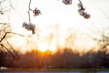 Kiraz ağacının bahar çiçeği. Ağaçlar baharda çiçek açar. Yakında bahar gelecek. Tekrar bahar. Ağaçlar çiçek açıyor. Arkaplan