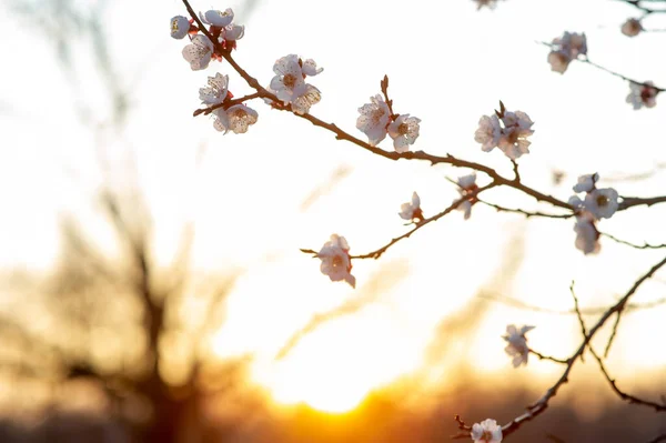 Spring Flowering Cherry Tree Trees Bloom Spring Spring Soon Spring — Stock Photo, Image