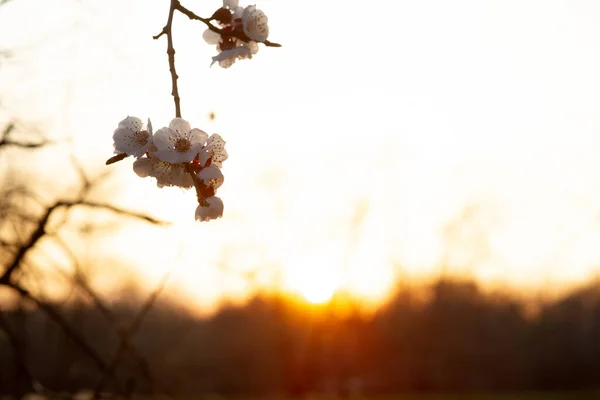 Spring Flowering Cherry Tree Trees Bloom Spring Spring Soon Spring — Stock Photo, Image